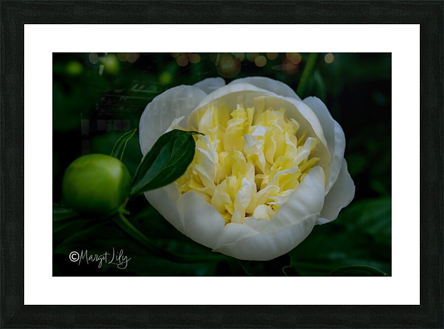 Peony Picture Frame print