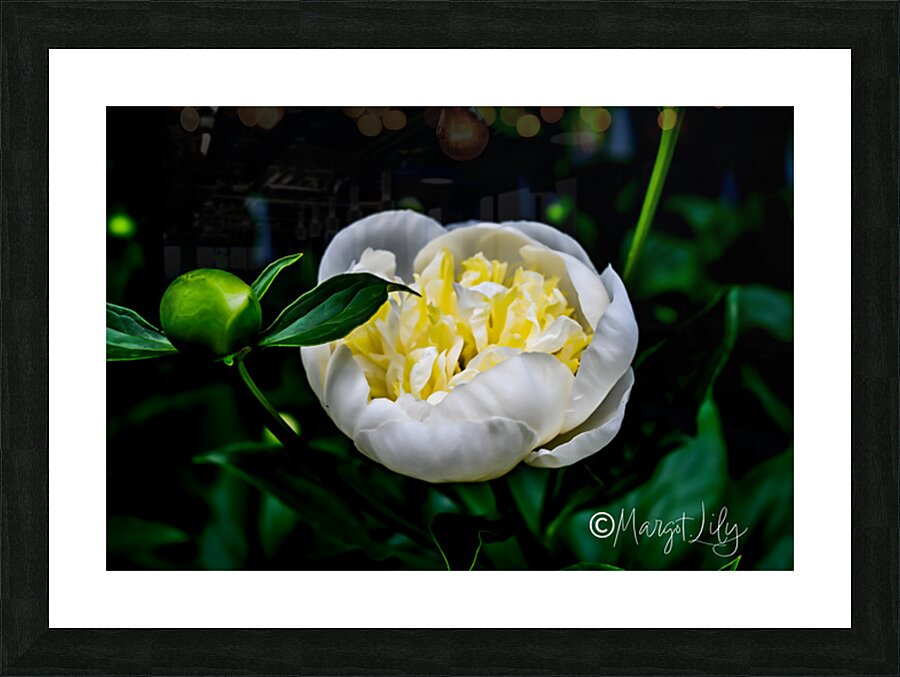 Peony Picture Frame print