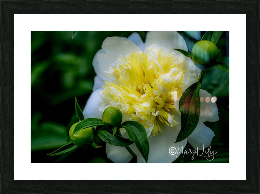 Peony Picture Frame print