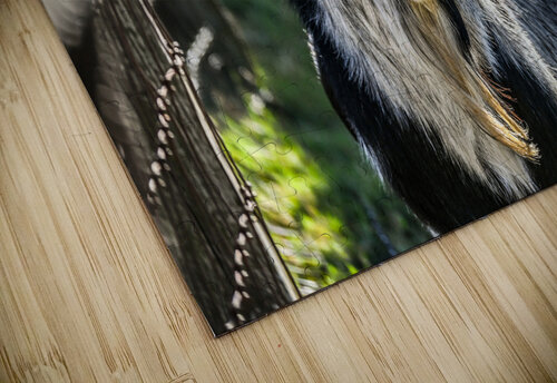 Goat Margot Lily puzzle