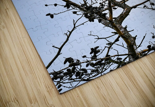 Bald Eagles Margot Lily puzzle
