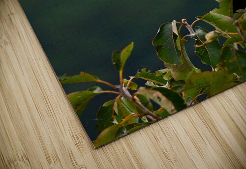 Redwing Black Bird Margot Lily puzzle
