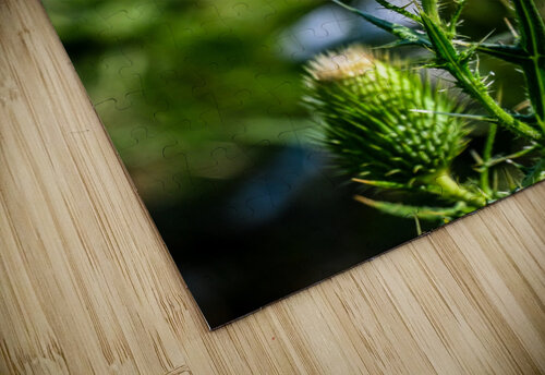 Thistle Margot Lily puzzle
