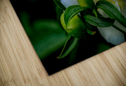 Peony Margot Lily puzzle