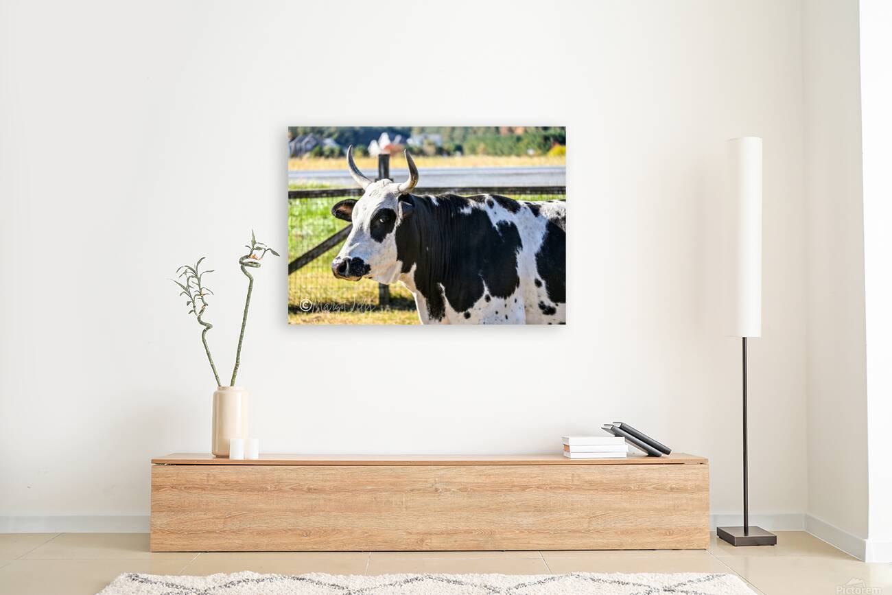 Cow Reproduction