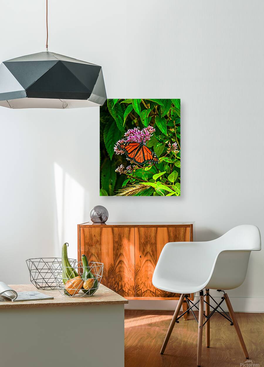 Monarch Butterfly Reproduction