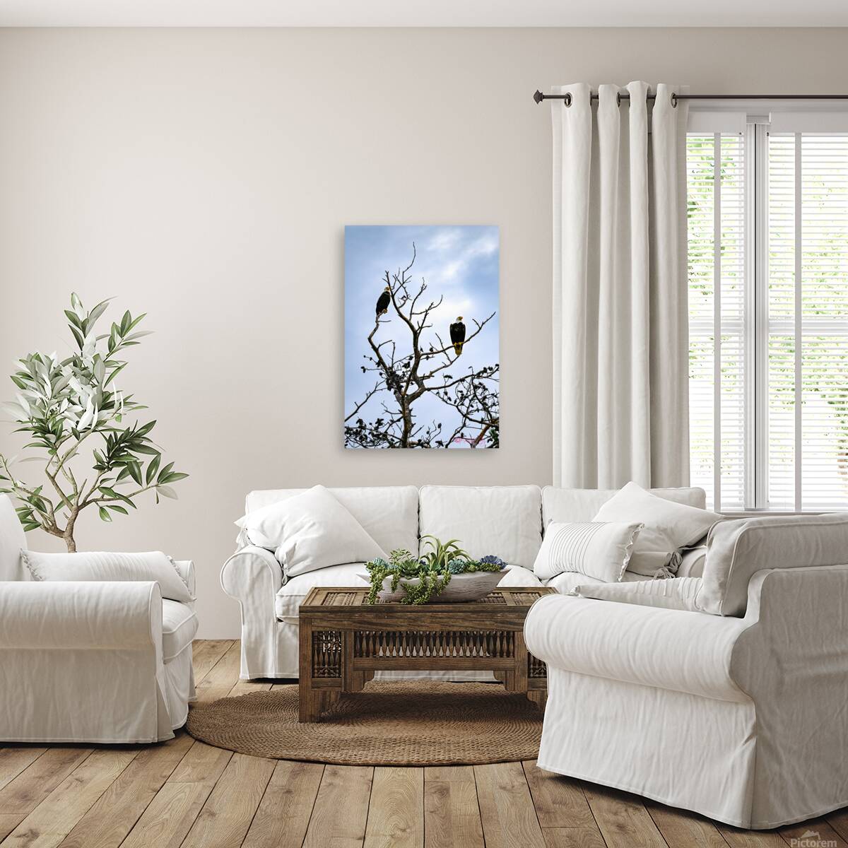 Bald Eagles Reproduction