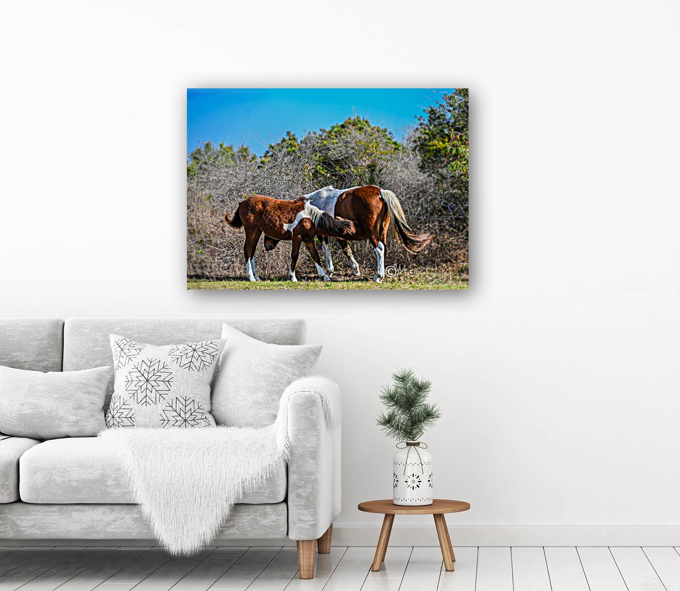 Wild ponies Reproduction