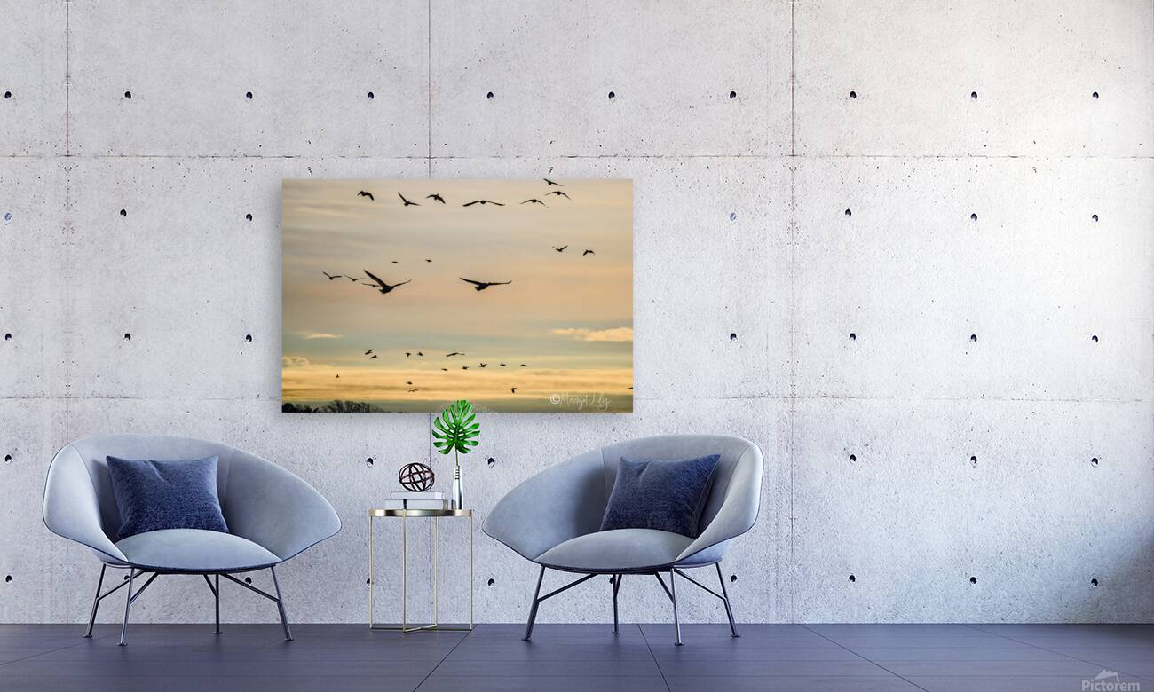 Snow Geese Reproduction