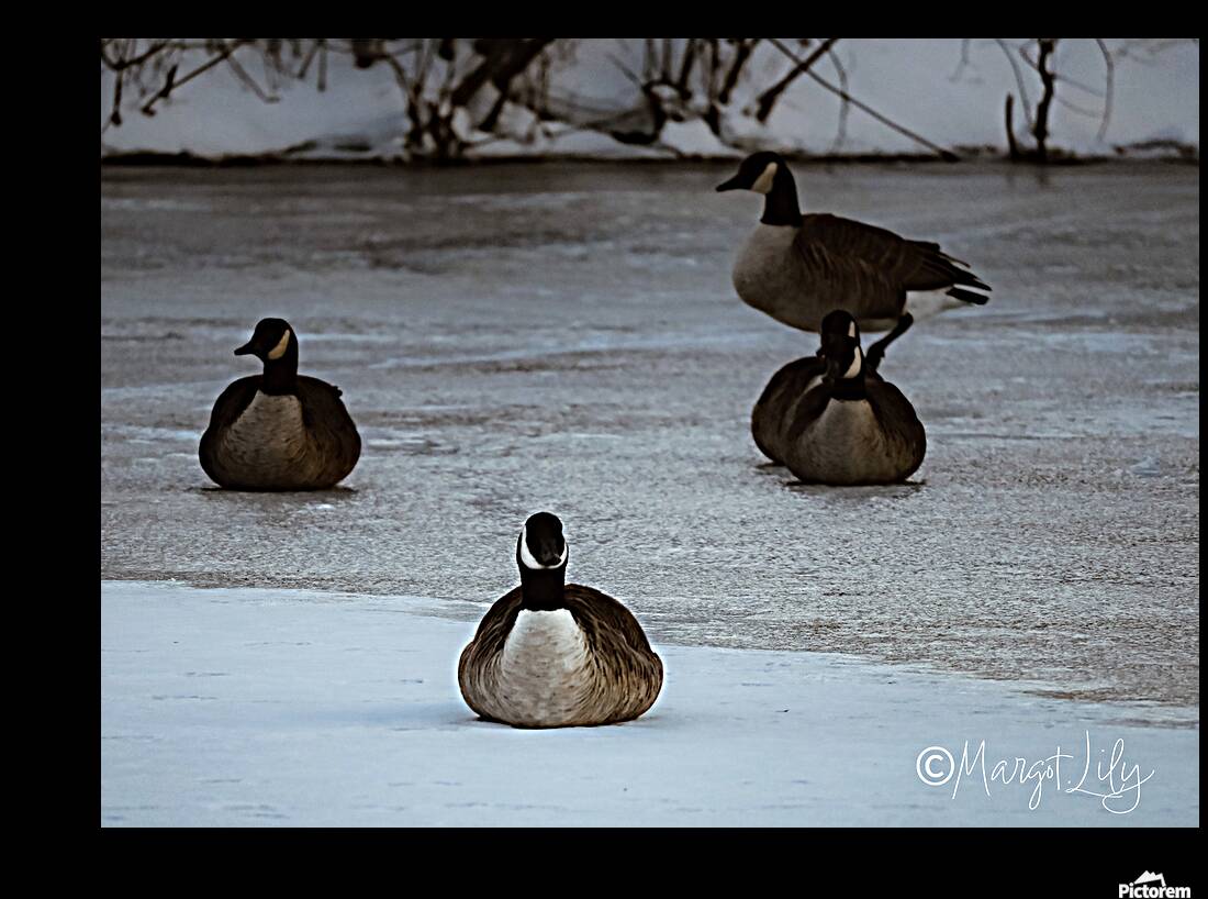 Winter geese Reproduction