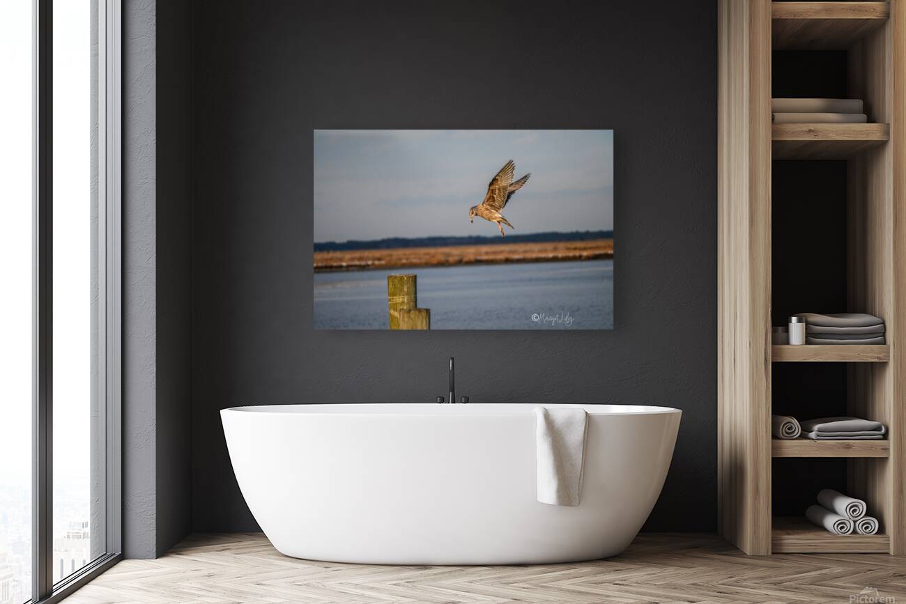 Seagull Reproduction