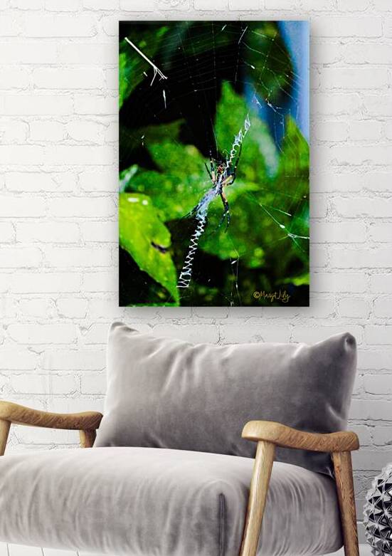 Garden Spider Reproduction