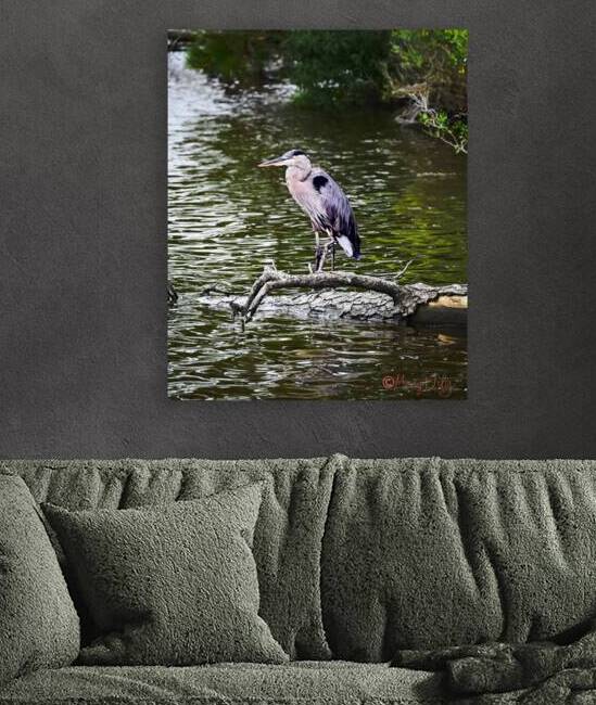 Blue Heron Reproduction