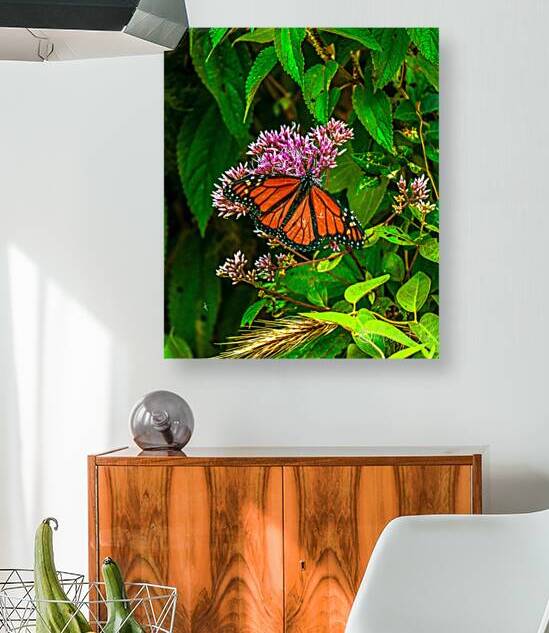 Monarch Butterfly Reproduction