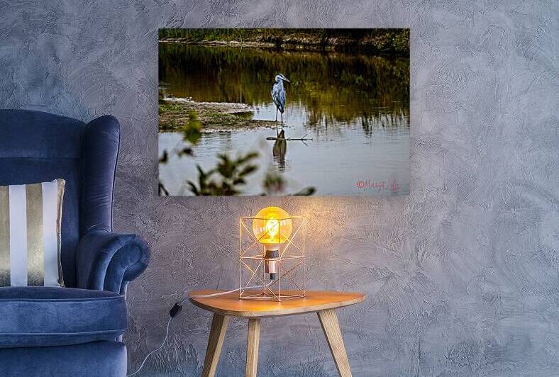 Blue Heron Reproduction
