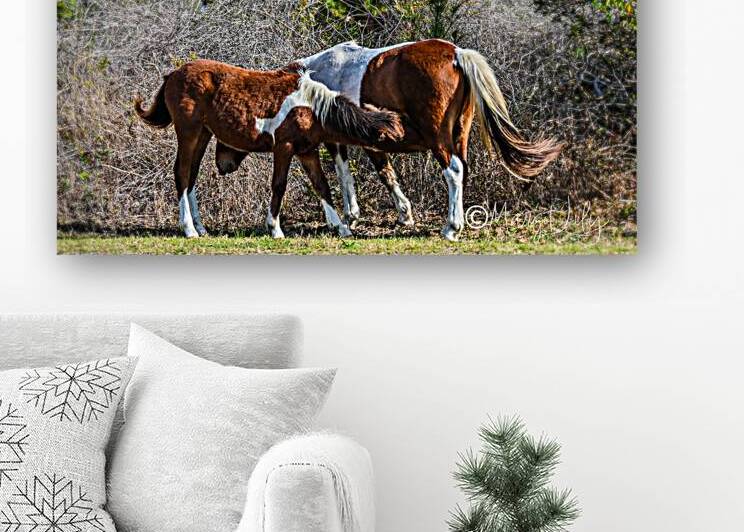 Wild ponies by Margot Lily