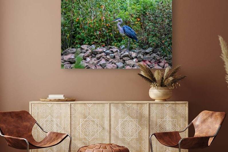 Blue Heron Reproduction