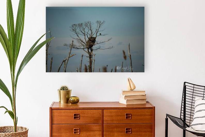 Bald Eagles Reproduction