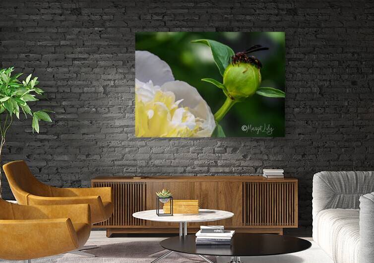 Peony Reproduction