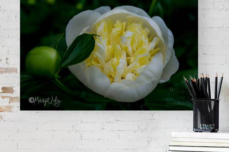 Peony Reproduction