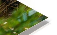 Egret HD Metal print