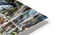 Deer HD Metal print