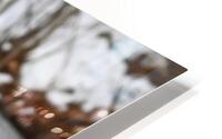Goose HD Metal print