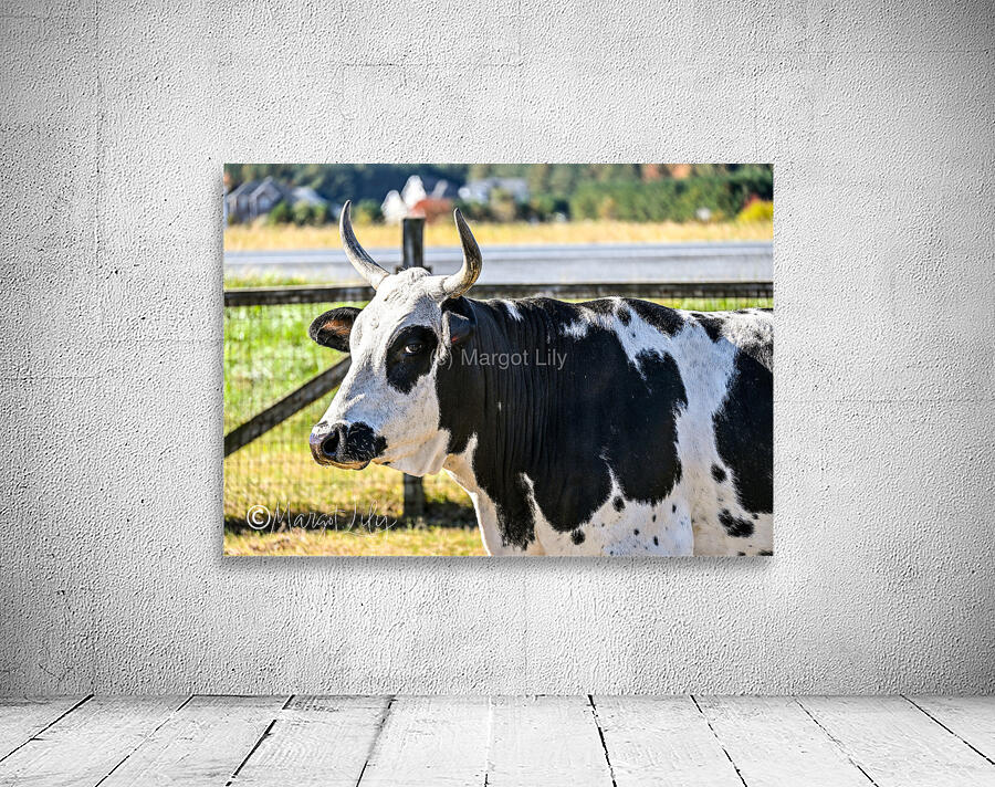 Cow Wall Preview