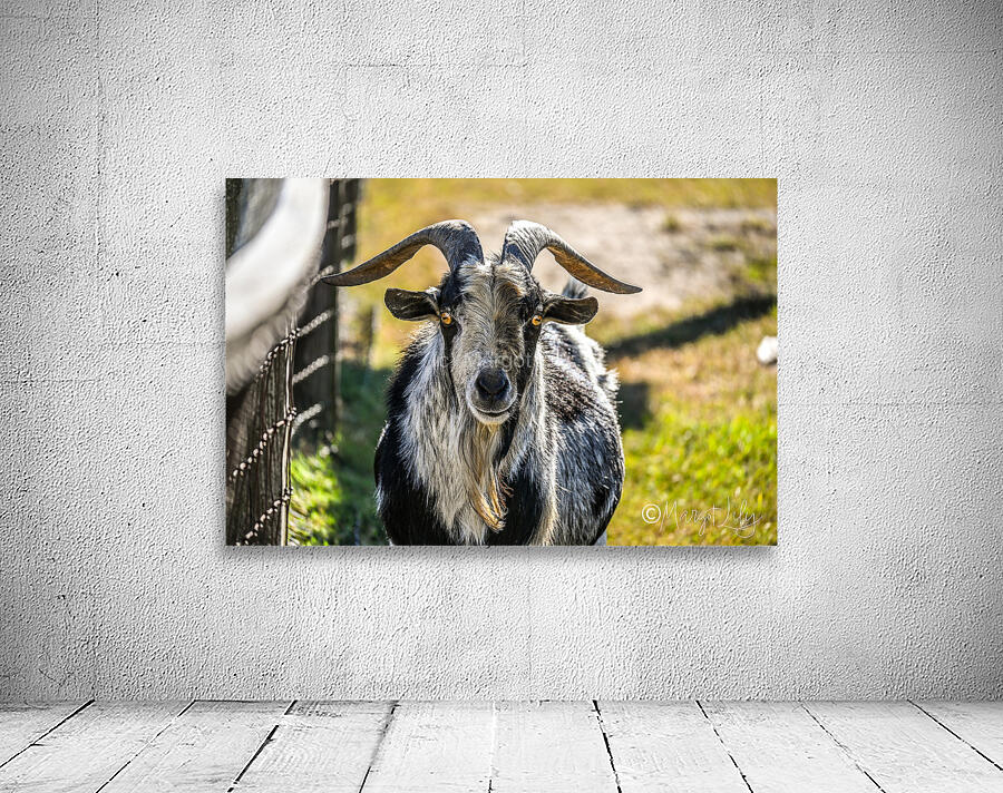 Goat Wall Preview
