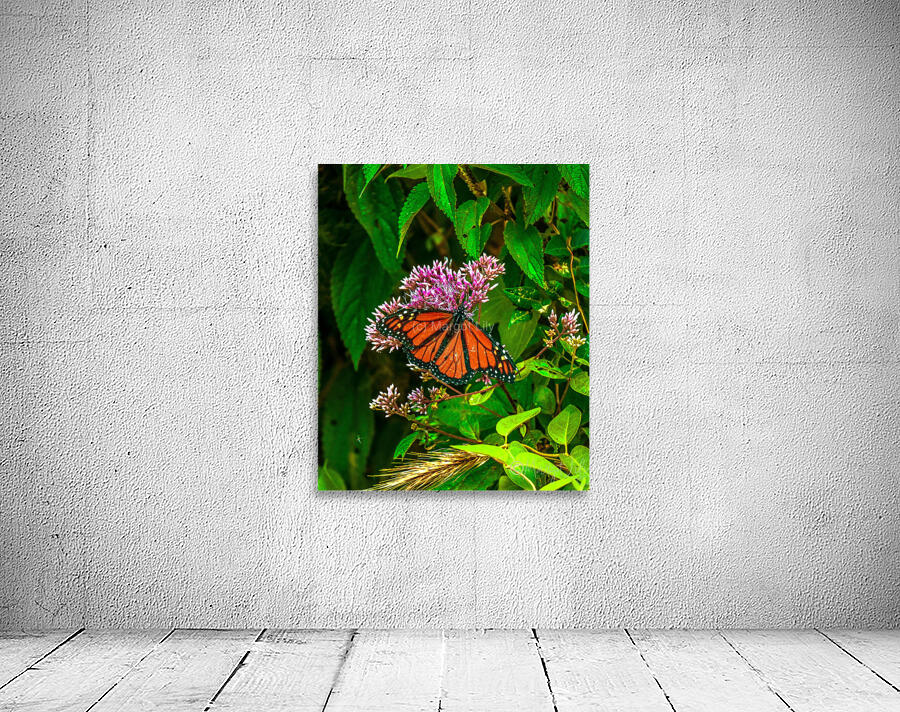 Monarch Butterfly Wall Preview