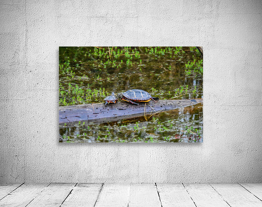 Blackwater turtles Wall Preview