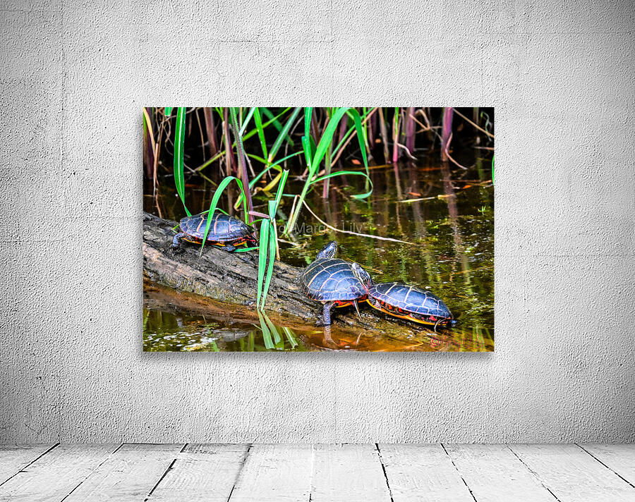 Sleepy turtles Wall Preview