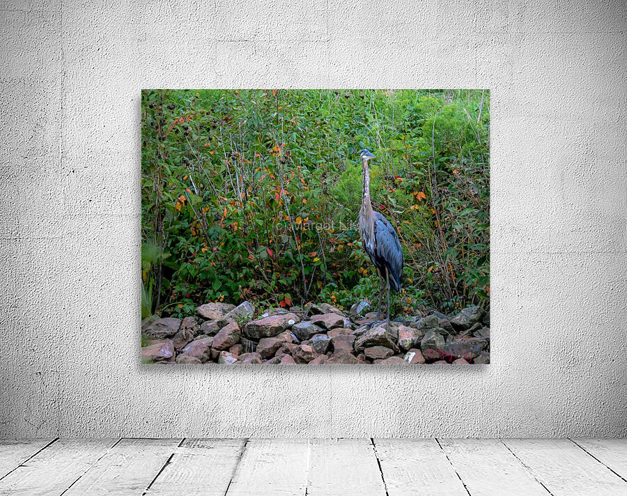 Blue Heron Wall Preview