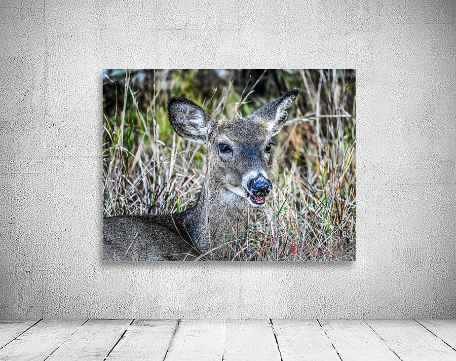 Deer Wall Preview