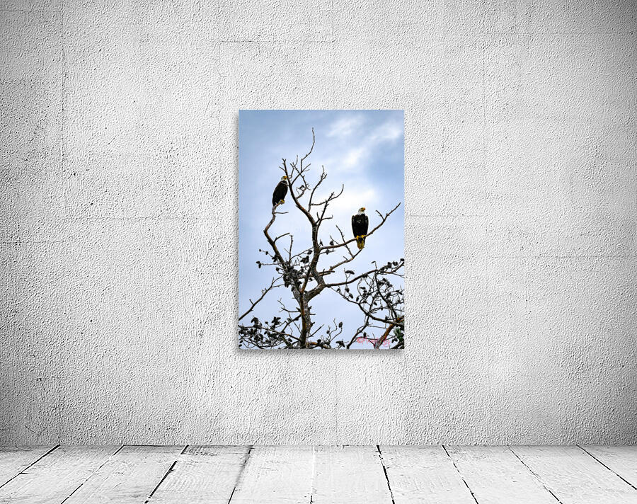 Bald Eagles Wall Preview