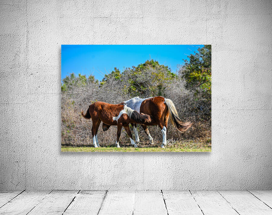 Wild ponies Wall Preview