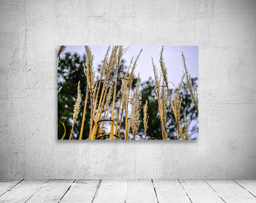 Winter sea grass Wall Preview