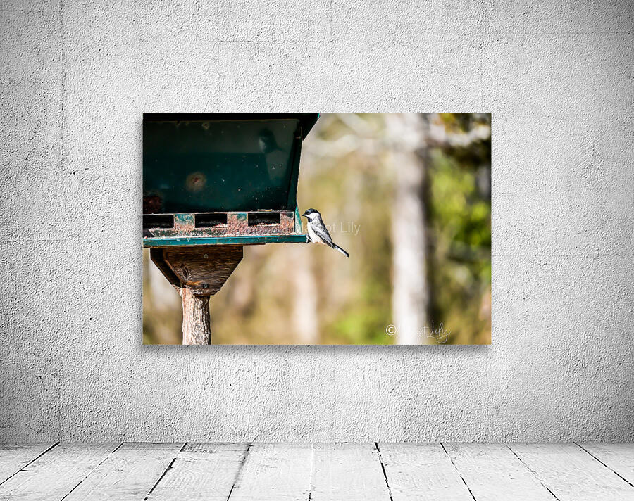 Black-capped chickadee Wall Preview