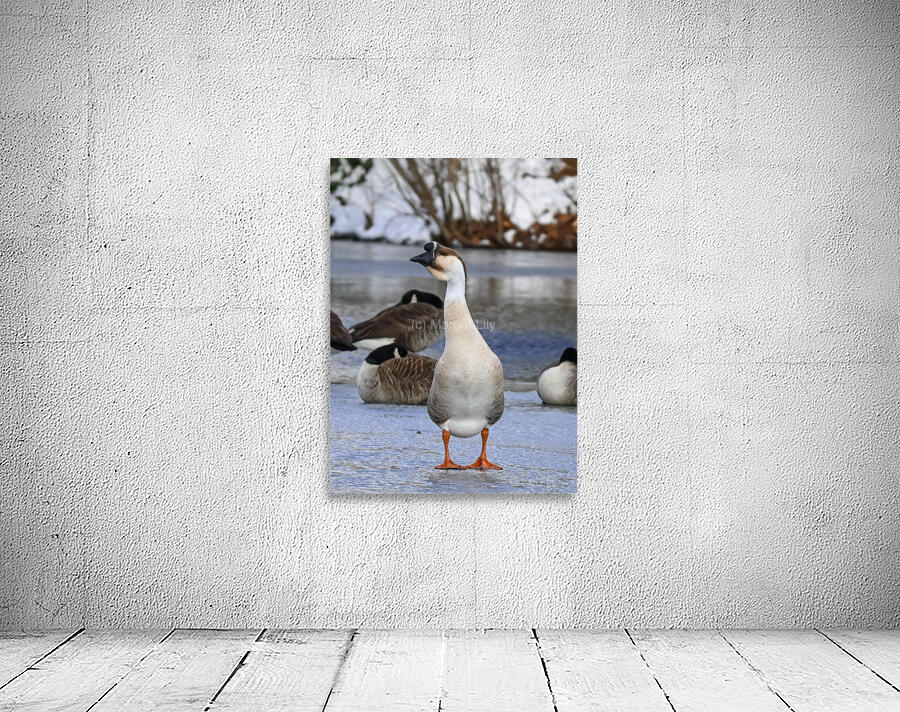 Goose Wall Preview