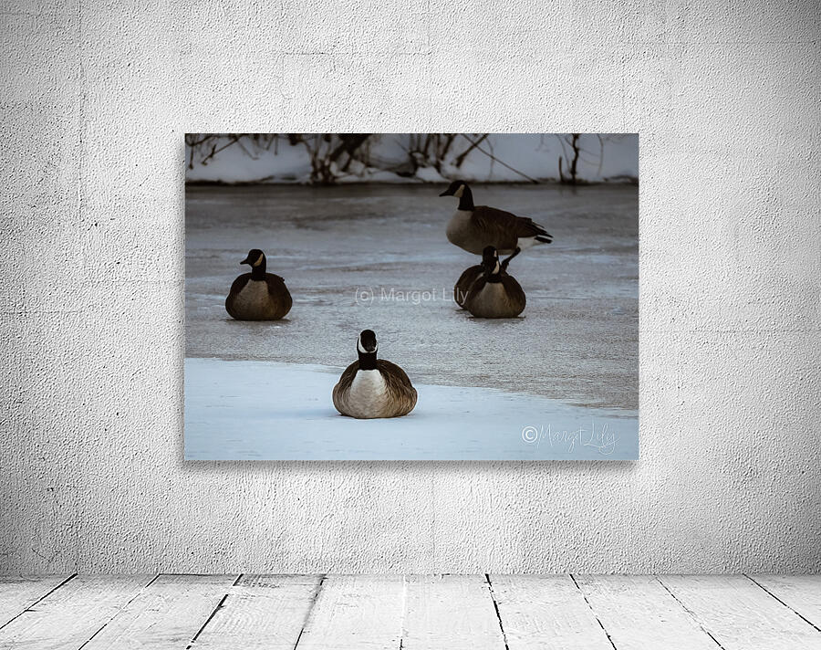Winter geese Wall Preview