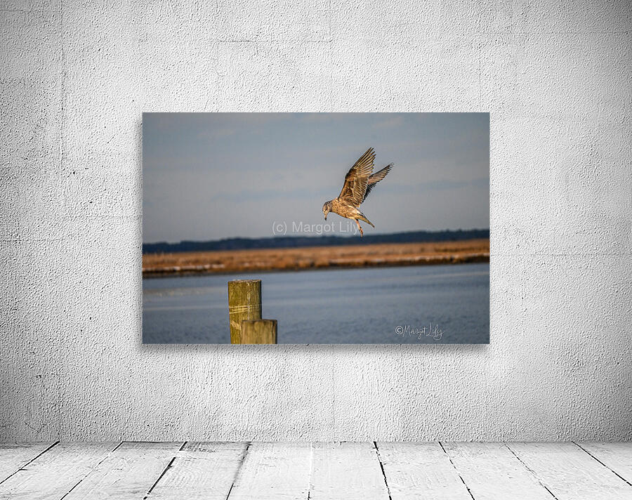 Seagull Wall Preview