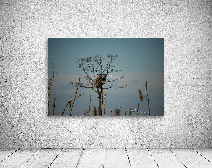 Bald Eagles Wall Preview