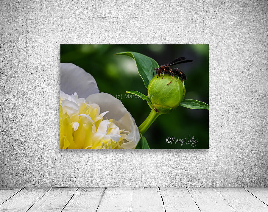 Peony Wall Preview