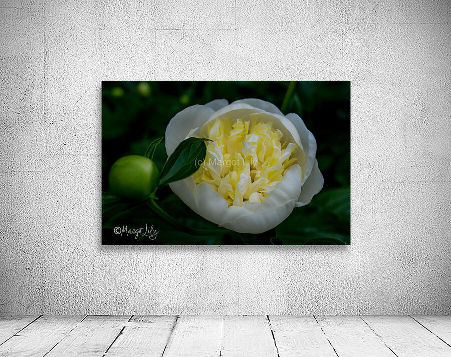 Peony Wall Preview