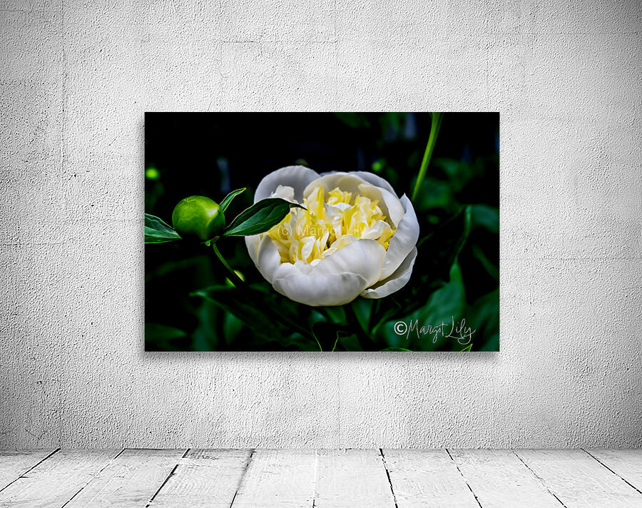 Peony Wall Preview