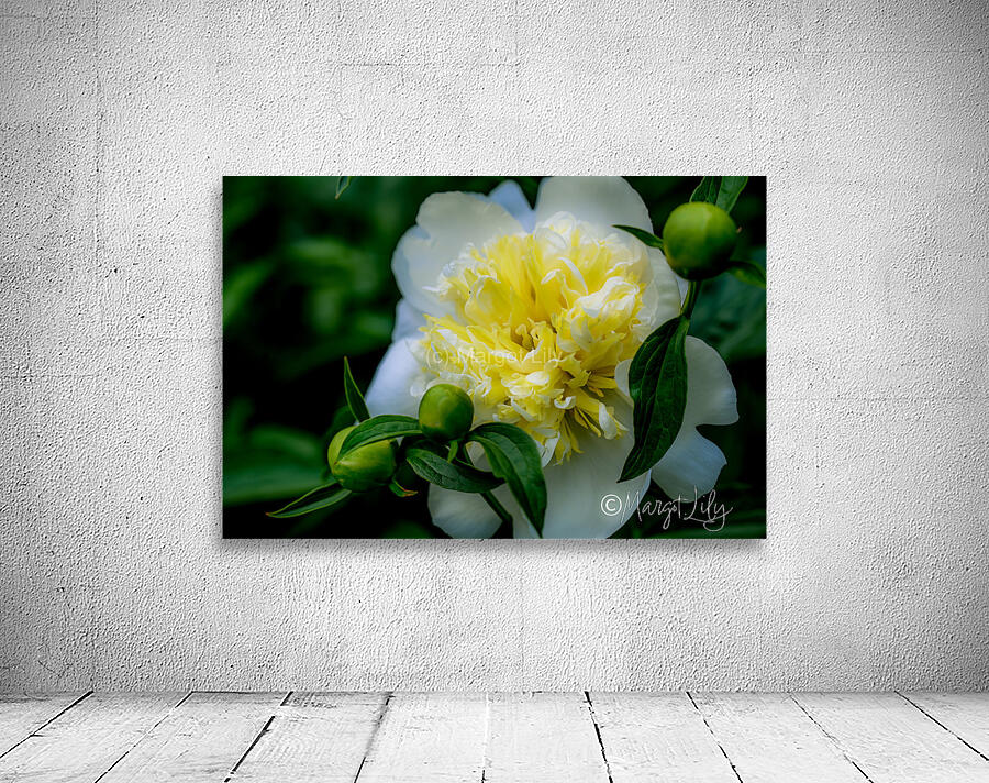 Peony Wall Preview