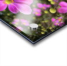 Zinnia Acrylic print