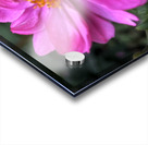 Anemone Hupehensis ‘Prinz Heinrich’ Acrylic print