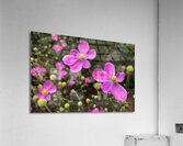 Zinnia Acrylic Print