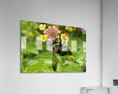 Carpenter Bee Acrylic Print